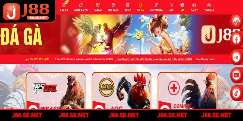 Đá gà trực tiếp liên tục cung cấp nhiều giải lớn mỗi ngày